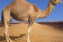 Camel Milk, a Neglected Health Food On Our Shelves?